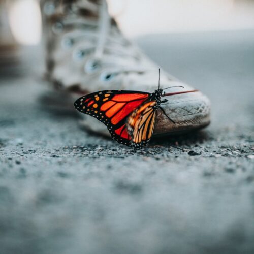 Cute Butterfly