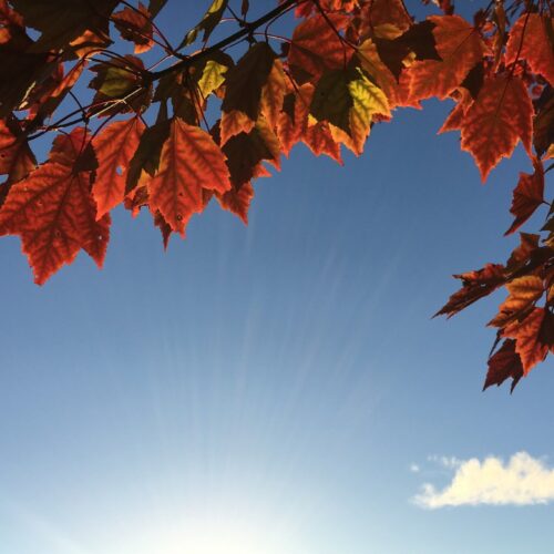 Sunny Day